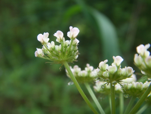 Oenanthe pimpinelloides / Finocchio acquatico comune